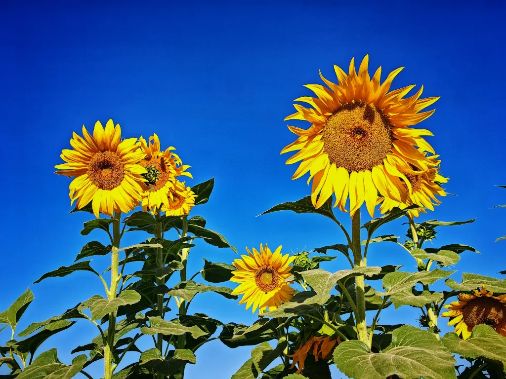 unsplash_awhfE8zPY5Q_Roy Ayers - Everybody Loves The Sunshine.webp